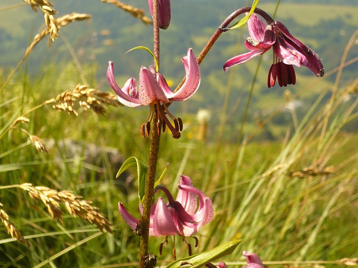 Lilium martagon (Liliaceae)